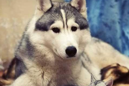 犬眼虫病该如何治疗？来了解下吧