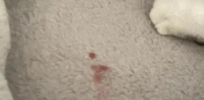 猫咪尿血的原因有哪些？猫咪尿血就一定是尿道炎吗？