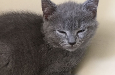 串串蓝猫和纯种区别