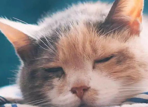 训练猫咪先要懂猫咪，轻松搞定猫咪！
