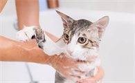 宠物猫可以不洗澡吗