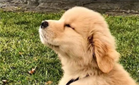 金毛犬腹部肿大,如何判断是否腹水?