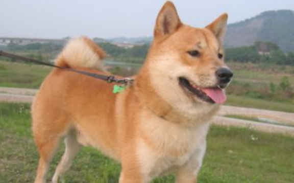 狗狗生理期能够外出吗? 狗狗生理期能够外出吗?