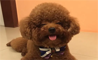 为什么“泰迪犬”那么多人养?有这类原因!