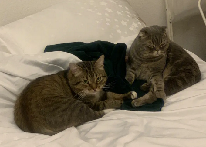 折耳猫怎么训练？训练折耳猫有技巧