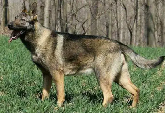 正宗昆明犬多少钱一只