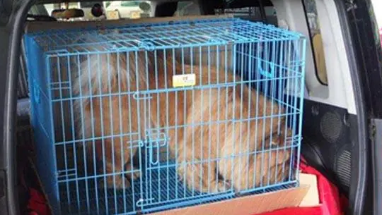 宠物火车托运需要什么手续 宠物火车托运需要什么手续