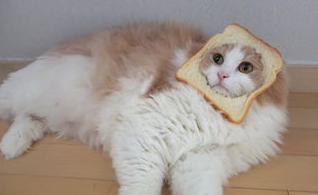 为什么猫猫不喜欢吃甜食?猫为什么爱吃甜食 为什么猫猫不喜欢吃甜食?猫为什么爱吃甜食