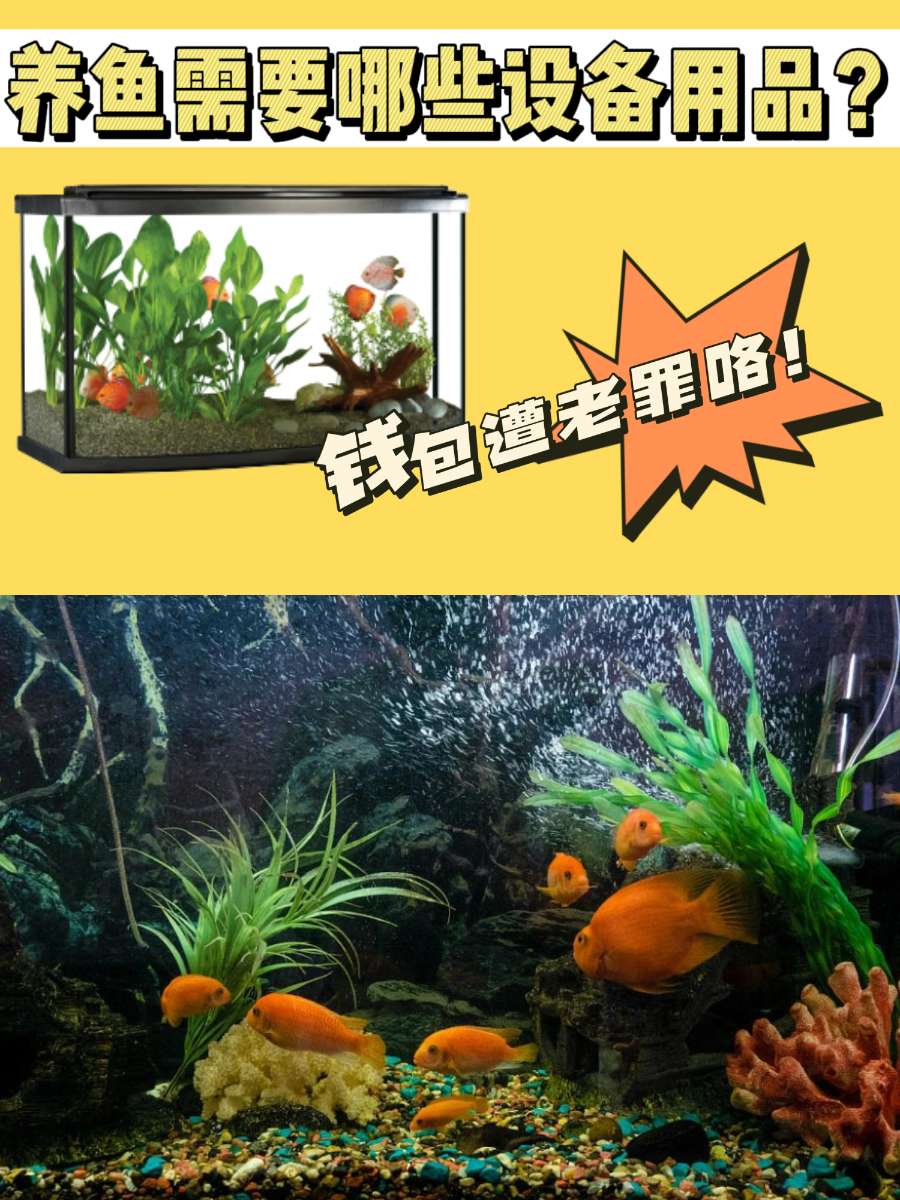 养鱼需要哪些设备用品?看完你再决定养不养 养鱼需要哪些设备用品?看完你再决定养不养