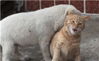 狗老是咬猫咪后脖颈