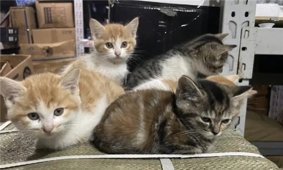 猫咪感冒打疫苗,疫苗还有效果