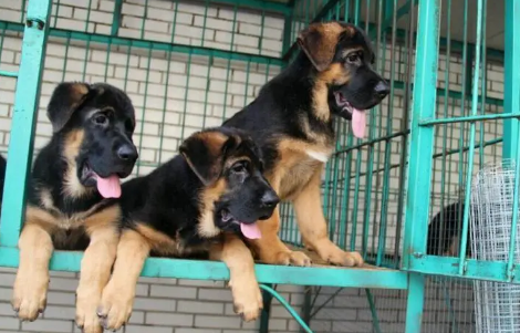 国内德牧犬舍排名