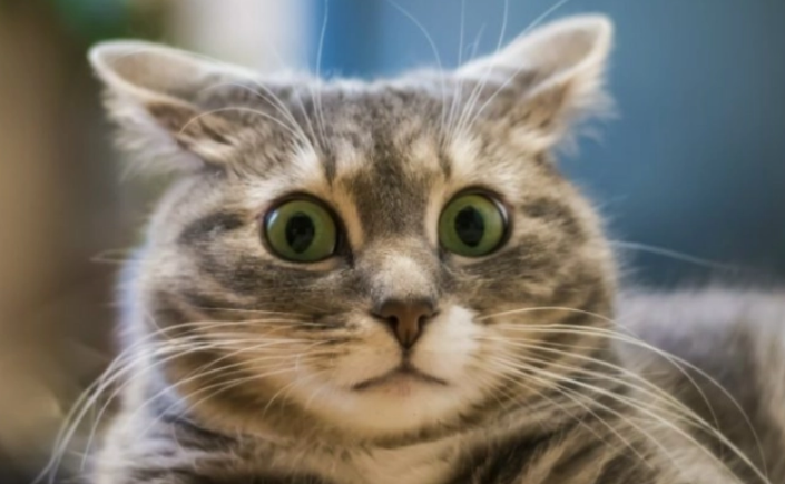  猫受到惊吓会怎么样啊