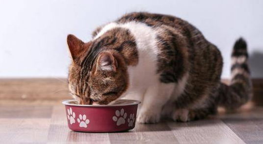 如何解决猫咪异常摄食？让猫咪养成好习惯！