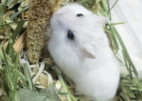 银狐仓鼠能长多大?银狐仓鼠寿命多长?
