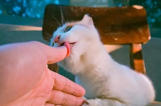 怎么样能让猫喜欢你呢