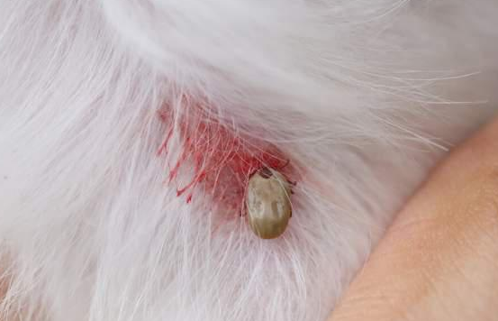 铲屎官留意：狗狗普遍的寄生虫，不可以疏忽！
