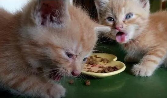 哪些人吃的食物对猫是毒药?猫不能吃的食物 哪些人吃的食物对猫是毒药?猫不能吃的食物