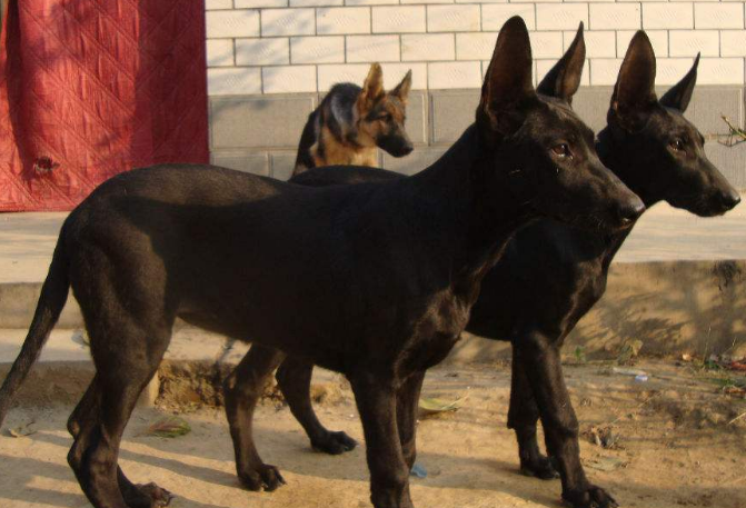 黑狼犬纯不纯如何辨别?主要看外观 黑狼犬纯不纯如何辨别?主要看外观