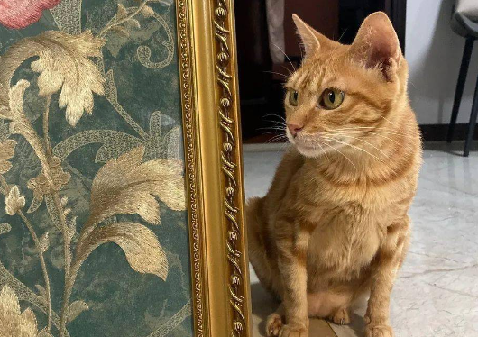 猫咪生病不肯吃药怎么办？教你实用猫咪喂药技巧！