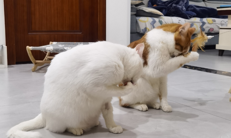 为什么猫咪会同步动作呢