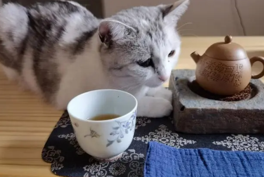 猫咪可以喝茶吗