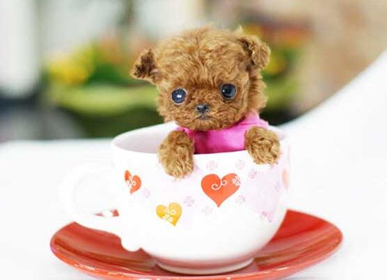 茶杯犬哪里有卖的 茶杯犬哪里有卖的