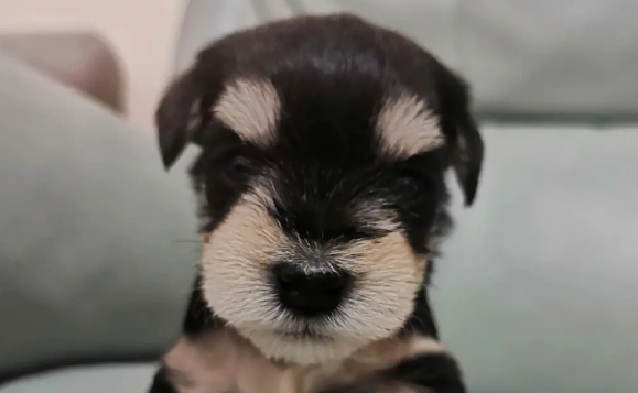 雪纳瑞图片幼犬图片