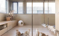 德文卷毛猫上海猫舍
