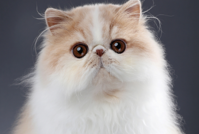 波斯猫种类什么特征