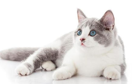 猫咪为啥总爱抓挠?正确方法改善猫咪抓挠撕咬的习惯! 猫咪为啥总爱抓挠?正确方法改善猫咪抓挠撕咬的习惯!