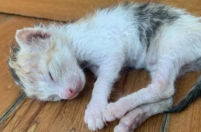 刚出生的小猫可以晒太阳吗为什么