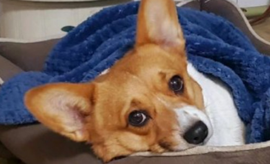 柯基的睡眠规律及时间