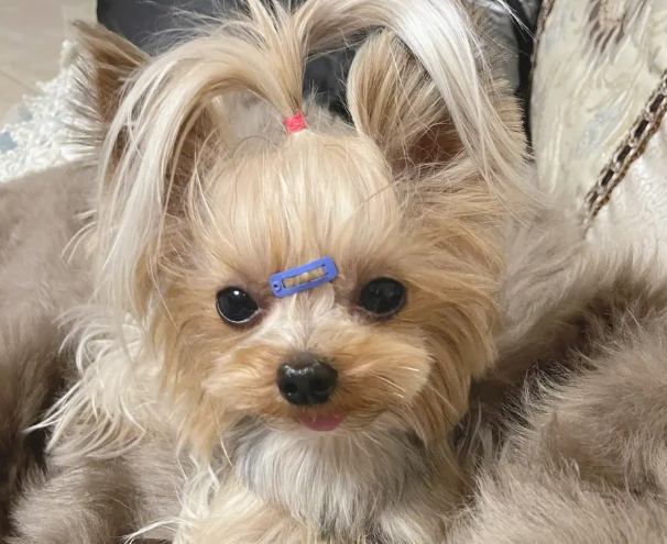 约克夏狗狗多少钱一只
