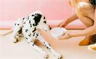 如何顺利的给小狗换犬粮？快来看看吧
