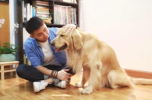 这6种优异的“优选伴侣犬”，你最要想养哪一种？