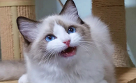 布偶猫 正规猫舍