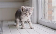 猫咪出生多久才会走路?