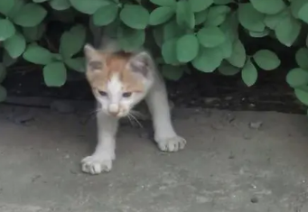晚上门外有猫叫千万别出去