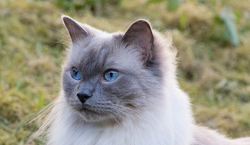 布偶猫排尿不畅是什么原因?猫一天小便几次正常! 布偶猫排尿不畅是什么原因?猫一天小便几次正常!