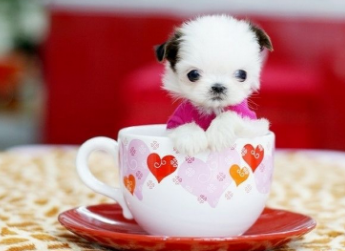 茶杯犬怎么养好 茶杯犬怎么养好