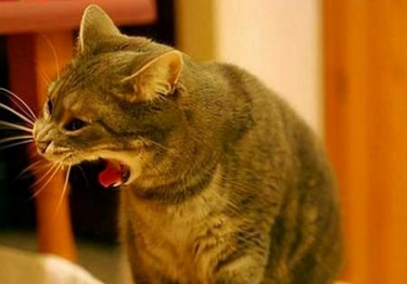 猫有食欲但一吃东西就吐