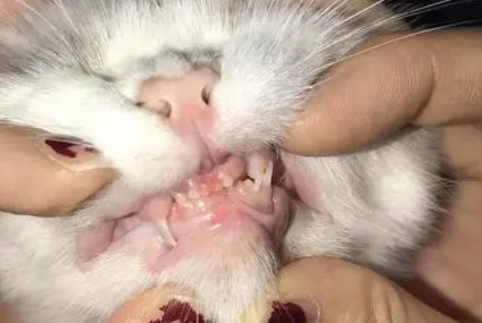 猫的牙齿分化特点? 猫的牙齿分化特点?