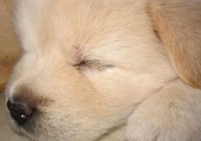 狗狗犬瘟症状前兆