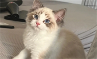 海豹山猫布偶为什么便宜