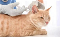猫咪半年打了2次狂犬疫苗有影响吗