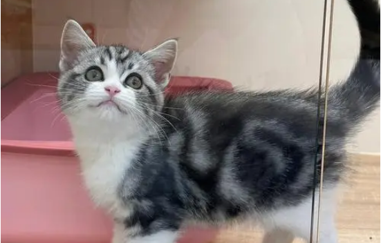 美短猫是哪个国家的