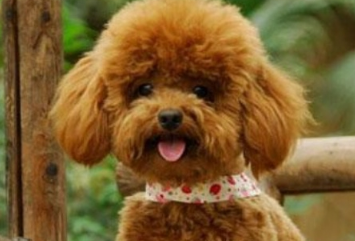 本来全是泰迪犬，性情却大不一样，家里狗狗是哪一种种类呢？