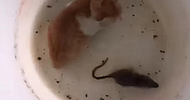 为锻炼猫咪捕鼠能力,把它们单独放在一起,画风却很清奇 为锻炼猫咪捕鼠能力,把它们单独放在一起,画风却很清奇