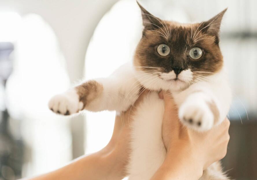 如何科学的训练猫咪坐下,拥有听话的乖乖猫! 如何科学的训练猫咪坐下,拥有听话的乖乖猫!
